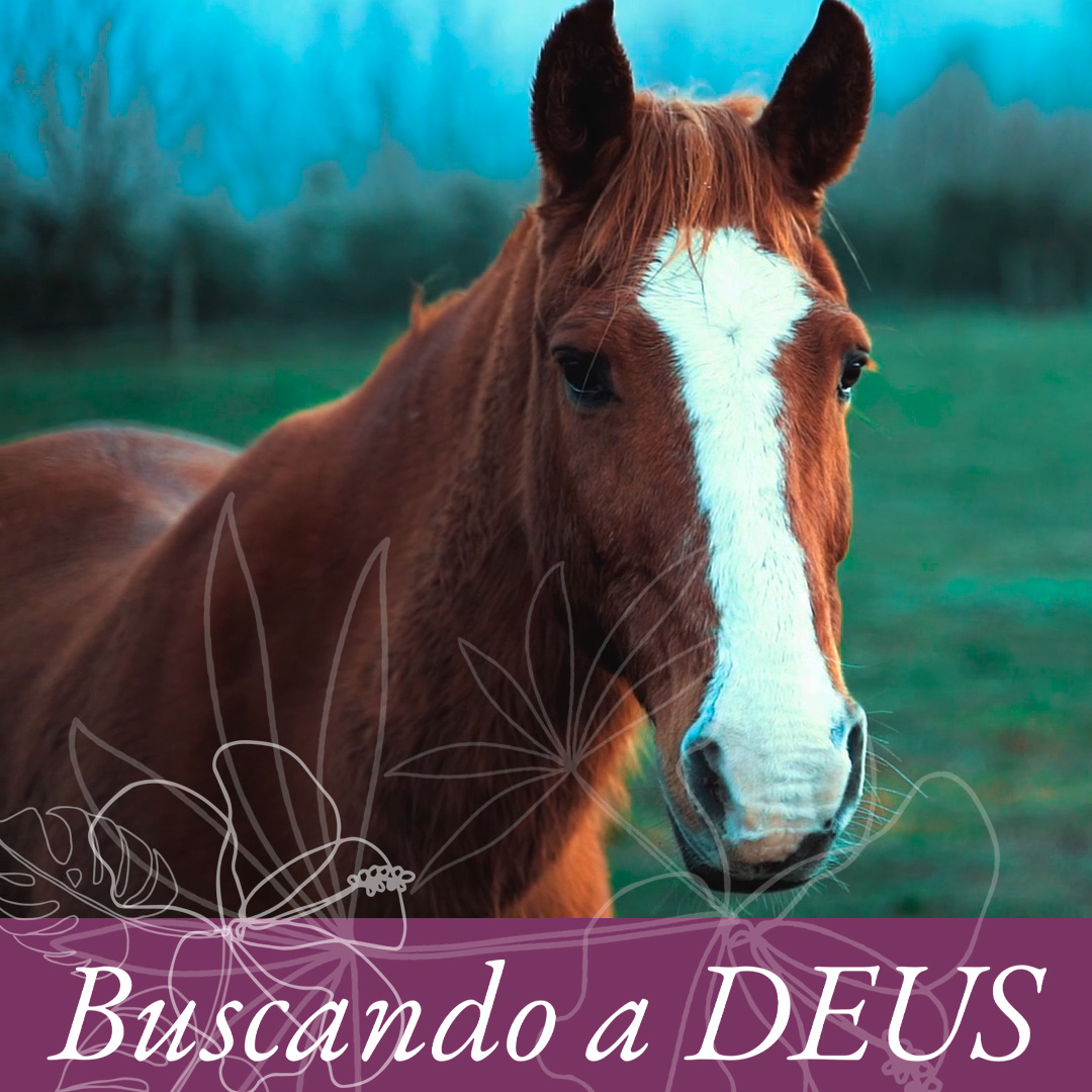 O cavalo foi domado episode artwork