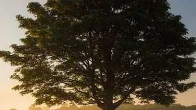 Crescimento cristão